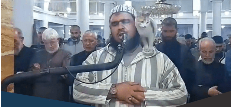 الشيخ وليد مهساس قطة تداعبه اثناء الصلاة
