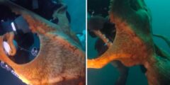 أخطبوط عملاق يلتف حول عنق غواص ويسحبه 40 م تحت الماء