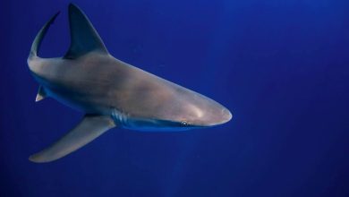 أسماك القرش تحت تأثير الكوكايين: خطر جديد على البيئة البحرية
